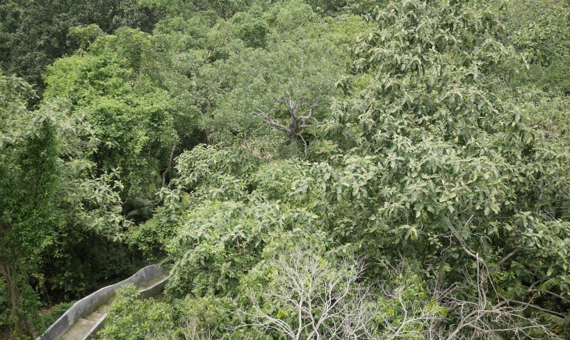 Satchari National Park Satchari National Park