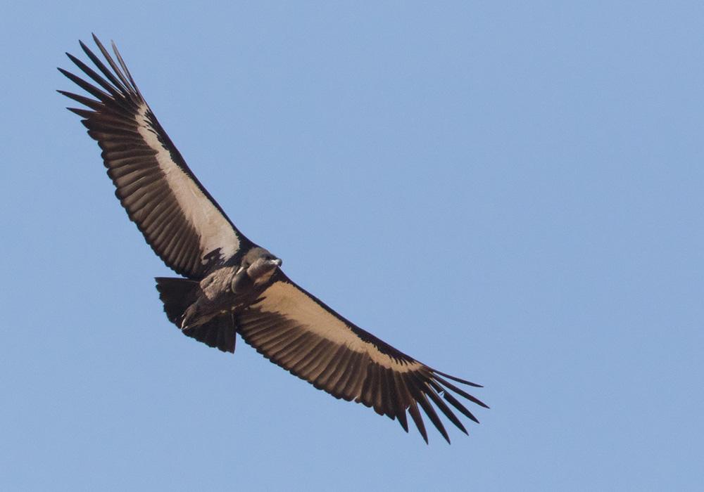  White-rumped Vulture (Gyps bengalensis)